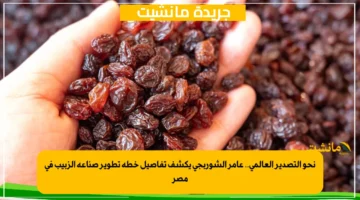 نحو التصدير العالمي.. عامر الشوربجي يكشف تفاصيل خطة تطوير صناعة الزبيب في مصر 1